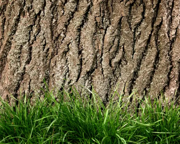 Szorstka kora dębu, jak naturalna apteka, otacza zieloną trawę.