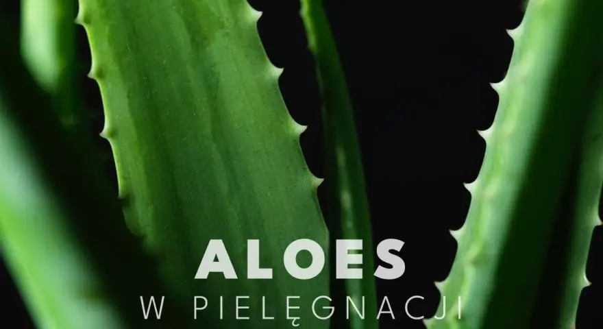 Zielone liście aloesu, idealne do pielęgnacji twarzy.